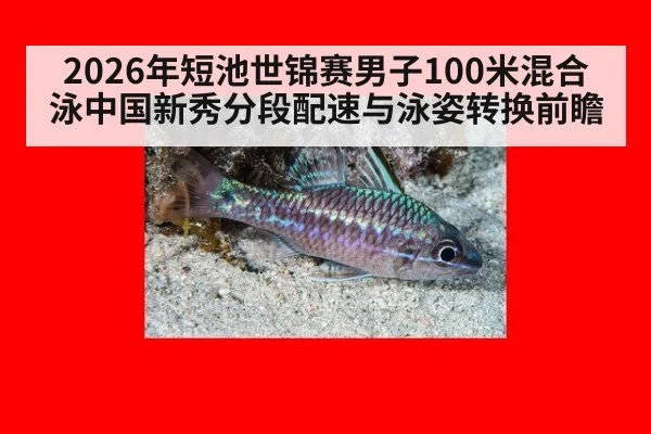 2026年短池世锦赛男子100米混合泳中国新秀分段配速与泳姿转换前瞻